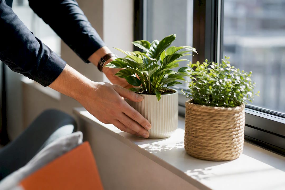 Easy-care plants on breakroom windowsill